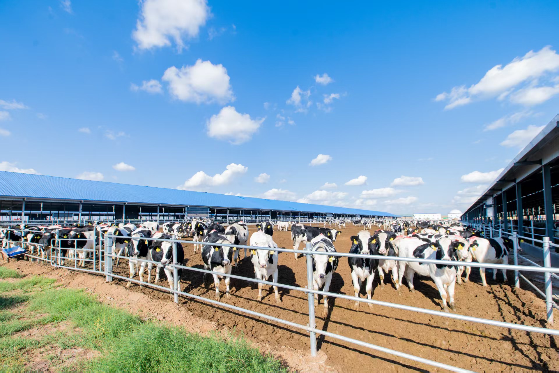 重庆日报：中垦牧乳业传承百年匠心彰显国企担当